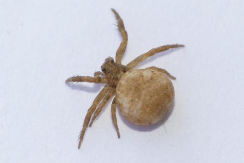Ozyptila sp.